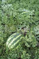 Watermelons on a field