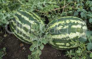 Watermelons on a field