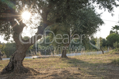 Olive trees and sun rays