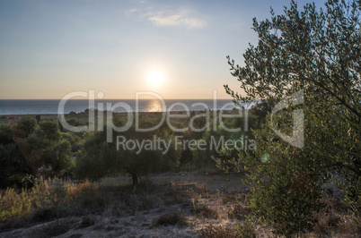 Olive trees and sun rays