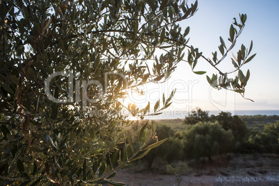 Olive trees and sun rays