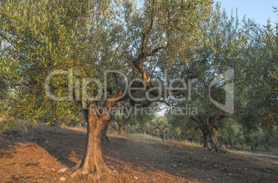 Olive trees in plantation.