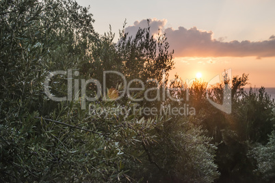 Olive trees on sunset