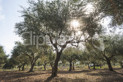 Olive trees and sun rays