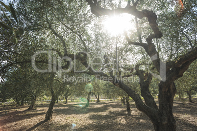 Olive trees and sun rays