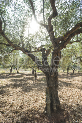 Olive trees and sun rays