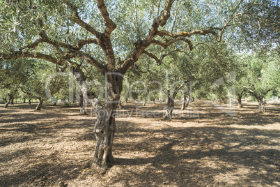 Olive trees in plantation