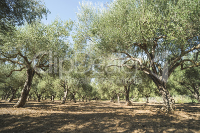 Olive trees in plantation