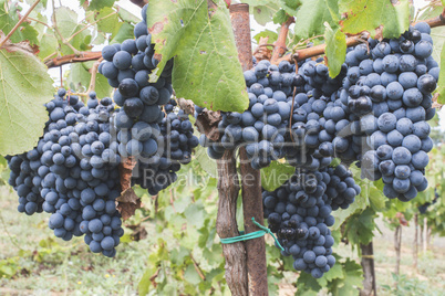 Blue grapes