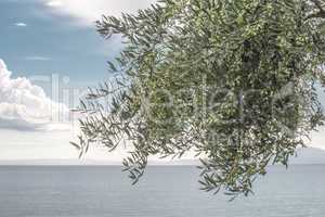 Olive tree on the beach