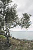 Olive tree on the beach