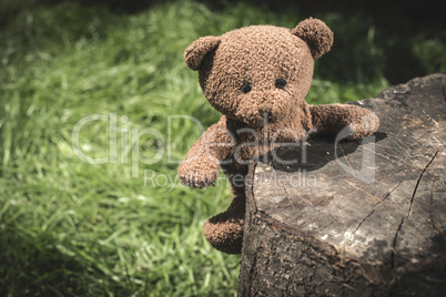 Teddy bear on the grass