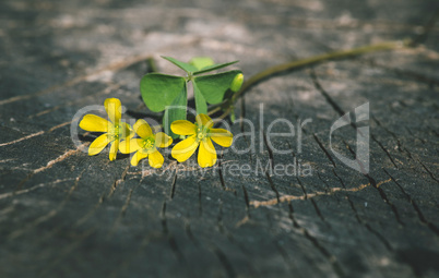 Yellow flowers on wood