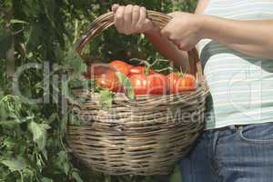 Picking tomatoes in basket