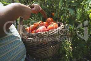 Picking tomatoes in basket