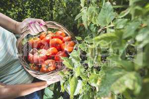 Picking tomatoes in basket