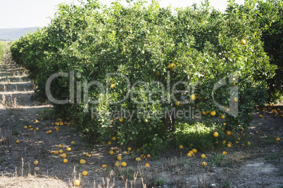 Orange trees in plantation