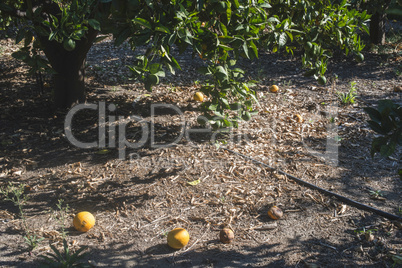 Orange trees in plantation