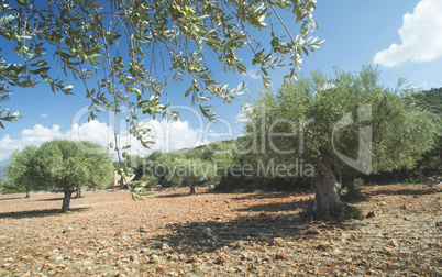 Olive branches