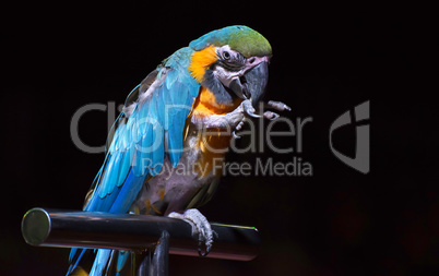 Parrot in the circus