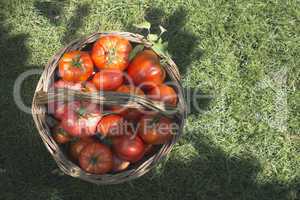 Tomatoes in wooden basket