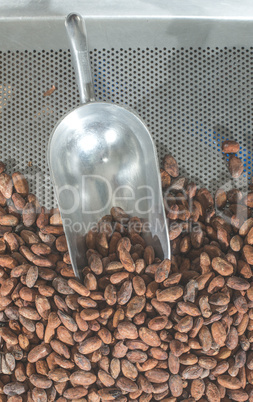 Cocoa beans