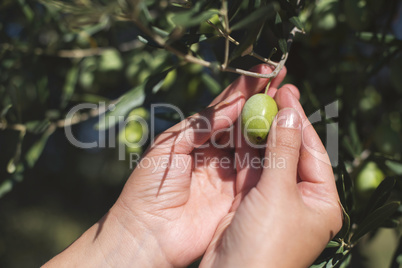 Hand holding olive branch