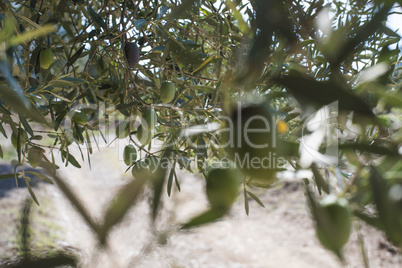 Olive branches