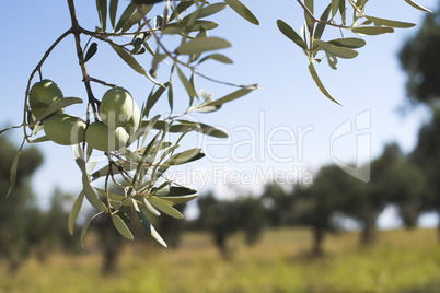 Olive branches