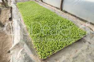 Lettuce plantation seedlings