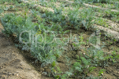 Green dill field