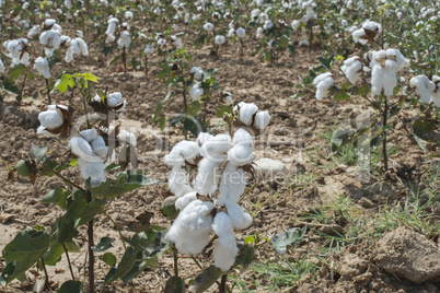 Cotton plants field