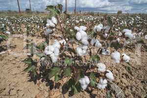 Cotton plants field