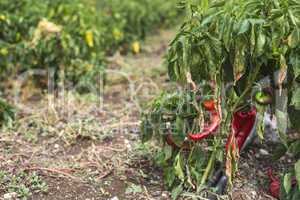 Plantations of peppers in the field