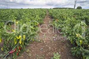 Plantations of peppers in the field
