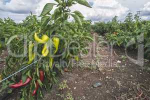 Plantations of peppers in the field