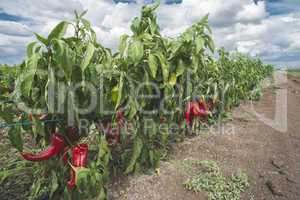 Plantations of peppers in the field