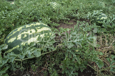 Watermelons on a field