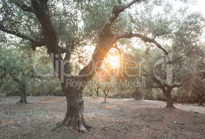 Olive trees and sun rays