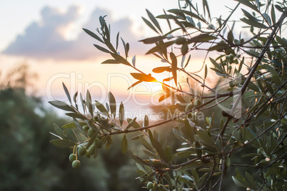 Olive trees on sunset