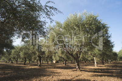 Olive trees in plantation