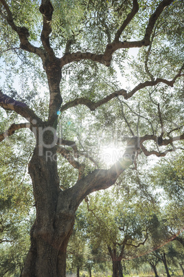 Olive trees and sun rays