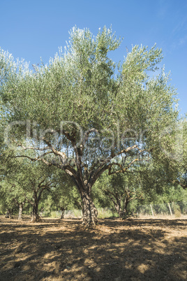 Olive trees in plantation