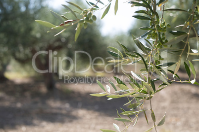 Olive branches