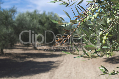 Olive branches