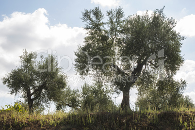 Olive trees in plantation