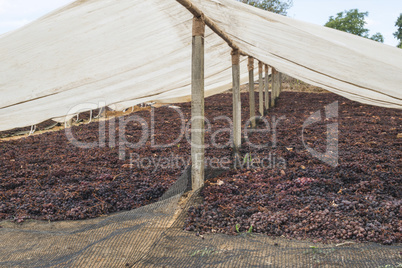 Drying grapes for raisins
