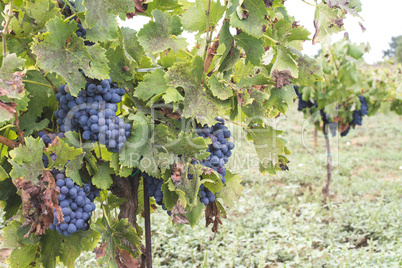 Blue grapes