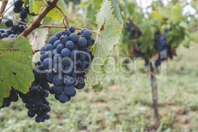 Blue grapes