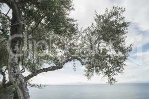 Olive tree on the beach